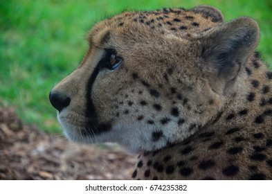 Smiling Leopard Stock Photo 674235382 | Shutterstock