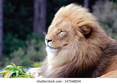 Smiling Lion (Panthera Leo) 