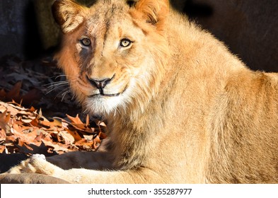 Smiling lioness