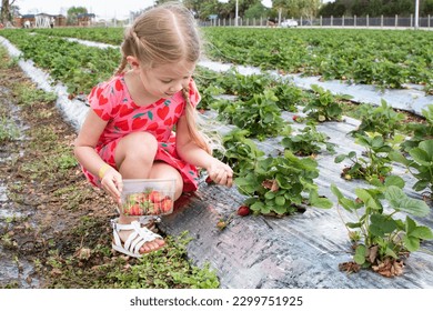 A smiling Little girl picks strawberries on the u-pick strawberry farm. - Powered by Shutterstock