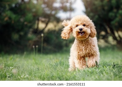 A smiling little puppy of a light brown poodle in a beautiful green meadow is happily running towards the camera. Cute dog and good friend. Free space to copy text. - Shutterstock ID 2161553111