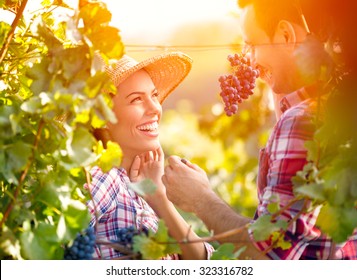 
Smiling love couple in vineyard eating grapes while harvest time - Powered by Shutterstock