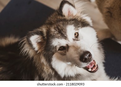 Smiling Malamute On A Couch. Happy Furry Family Member With Bright Brown Eyes, White Adorable Snout And Long Hair. Selective Focus On The Details, Blurred Background.