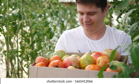 Smiling male farmer in a greenhouse holding box of freshly harvested tomatoes