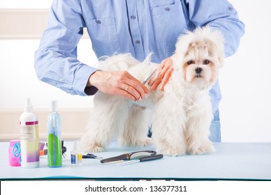 Smiling Man Grooming A Dog Purebreed Maltese With Scissors