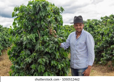 Smiling man picking coffee beans on a sunny day - coffee farmer is harvesting coffee berries - Brazil - Vietnam - Colombia

