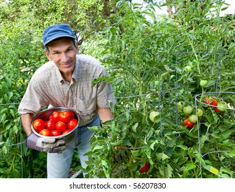 Smiling man picking tomatoes in his garden. - Powered by Shutterstock