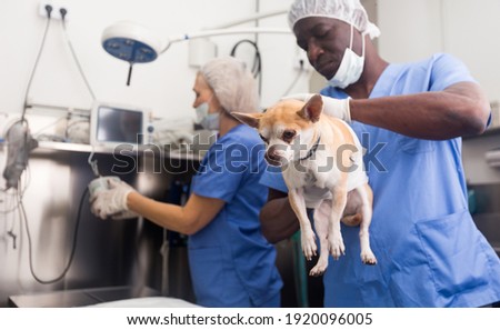 Smiling man veterinarian holding a small dog, working with woman assistant in a veterinary clinic