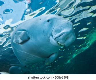 Smiling Manatee