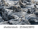 Smiling marine iguanas crawling on top of one another, on volcanic rocks in the Galapagos islands