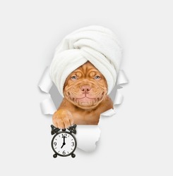 Smiling Mastiff Puppy With Towel On It Head And With Cream On It Face Looking Through The Hole In Blue Paper And Showing The Alarm Clock