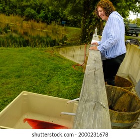 Smiling Mature Woman Stomping Grapes In Wooden Barrel On Sunny Fall Day At Grape Stomp Festival In Missouri, Midwest; Grape Juice Dripping Down 