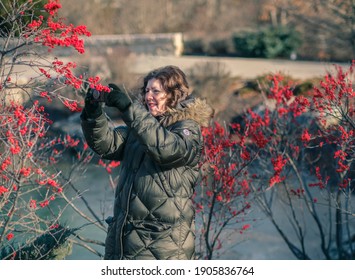 Smiling Mature Woman Taking Pictures Of Red Berries With Her Smartphone In Park; Small Pond In Background; Winter In Missouri, Midwest