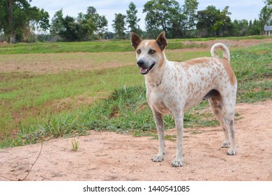 Smiling Mixed Thai Ridge Back Dog Stock Photo 1440541085 | Shutterstock