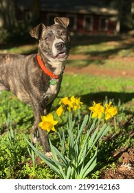 Smiling For Mom Pitbull Mix