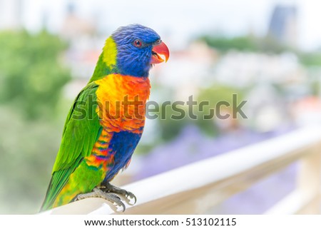 Smiling parrot rainbow lorikeet sitting on the balcony