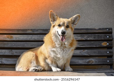 Smiling Pembroke Welsh Corgi sits on the old wooden bench sunset light - Powered by Shutterstock