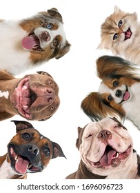 Smiling Pet In Front Of White Background