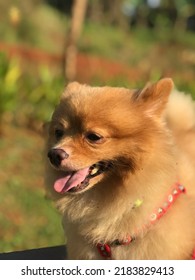 A Smiling Pomeranian Dog After Morning Walk At Cibubur CBD