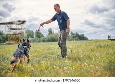 Smiling Professional Dog Trainer Playing With Detection Dog Outdoors In Grassy Field