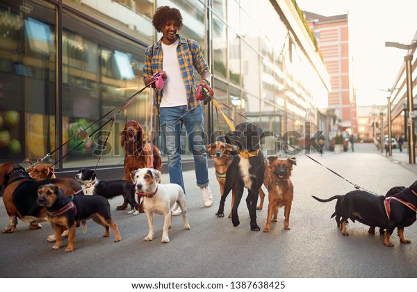 Smiling professional dog walker man in the street\
with lots of dogs\
