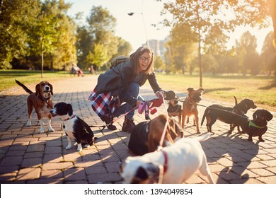 Smiling Professional Dog Walker In The Street With Lots Of Dogs
