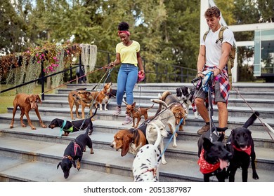 Smiling Professional Dog Walker  In The Street With Lots Of Dogs