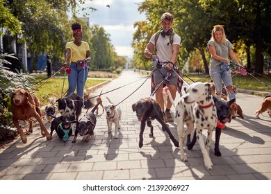 Smiling Professional Dog Walker  In The Street With Lots Of Dogs