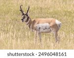 Smiling Pronghorn in Badlands National Park 