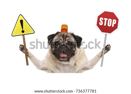 smiling pug dog holding up red stop sign  and yellow exclamation mark sign, with orange flashing light on head, isolated on white background