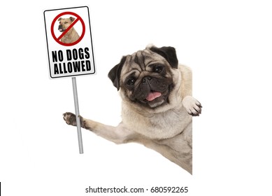 Smiling Pug Puppy Dog Holding Up Prohibitory No Dogs Allowed Sign, Isolated On White Background