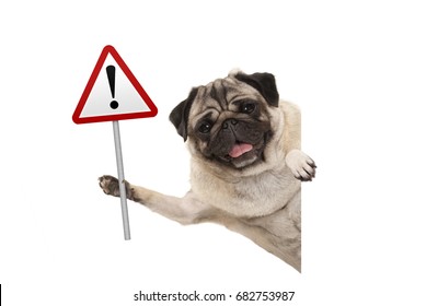 smiling pug puppy dog holding up red warning, attention traffic sign, isolated on white background