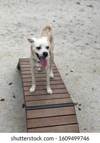 Smiling Puppy Going Up The Stairs