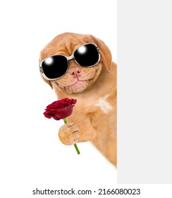 Smiling puppy holds red rose behind a white and blank banner. isolated on white background