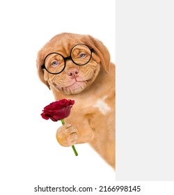 Smiling puppy wearing eyeglasses holds red rose behind empty white banner. isolated on white background