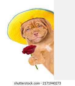 Smiling puppy wearing summer hat holds red rose behind a white and blank banner. isolated on white background
