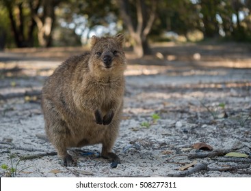 Smiling Quokka On Rottnest Island, Western Australia