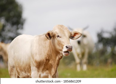 Brood Cows High Res Stock Images Shutterstock