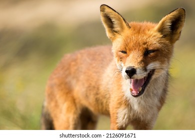 Smiling Red Fox In A Green Nature Background