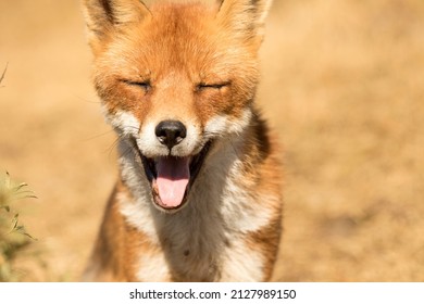 Smiling Red Fox In A Nature Background