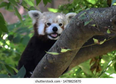 Smiling Red Panda In The Indianapolis Zoo