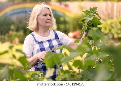 Smiling retired woman pruning black currant leaves on her garden yard on a sunny summers day. Joy of gardening concept ar senior age. - Powered by Shutterstock