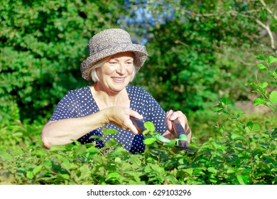 Smiling retired woman with a straw hat trimming the hedge of her garden yard on a sunny summers day, joy of gardening concept, copy or text space - Powered by Shutterstock