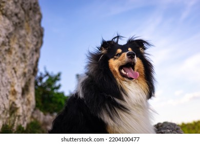 Smiling Rough Collie Dog Portrait