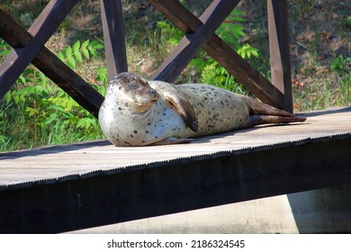 Smiling Seal Lying On The Pier