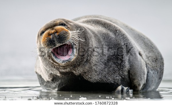 Smiling seal. Seal with open\
mouth. Closeup, front view. The bearded seal, also called the\
square flipper seal. Scientific name: Erignathus barbatus. White\
sea, Russia