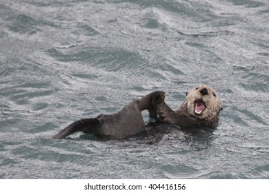 Smiling seaotter laying on his back