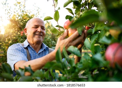 Smiling Senior Man Worker Picking Up Apples In Fruit Orchard.