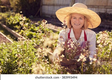 Smiling Senior Woman Inspecting The Plants In Her Herb Garden On A Sunlit Summer Morning