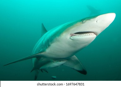 Smiling Shark Front Underwater Shot